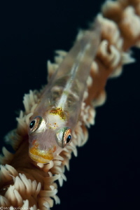 goby on a whip by Mathieu Foulquié 